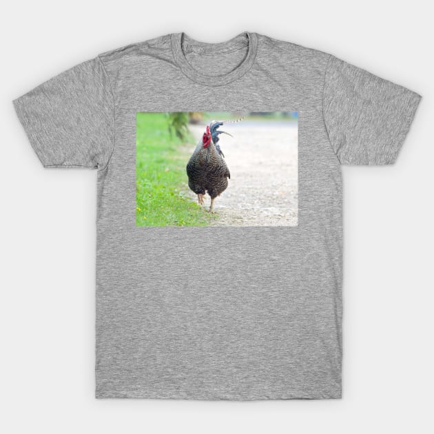 Plymouth rock rooster T-Shirt by Drgnfly4free